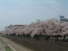 柏尾川の桜(5)