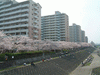 柏尾川の桜(6)
