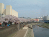 柏尾川の桜(7)