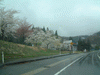 国道348号線沿いの桜(2)