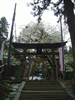 八乙女種まき桜(1)