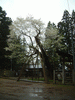 八乙女種まき桜(2)