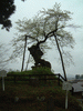 赤坂の薬師桜(2)