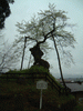 赤坂の薬師桜(3)