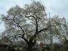 子守堂の桜の上にある桜(2)