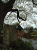 子守堂の桜の上にある桜(3)