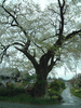 子守堂の桜の上にある桜(4)
