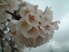 十二の桜(10)