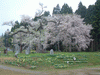 釜の越桜(3)