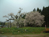 釜の越桜(4)