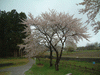 釜の越桜の周囲に咲く桜(1)
