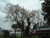 草岡の大明神桜(1)