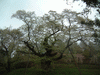 殿入桜(2)