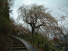 双松公園・慶海桜(1)