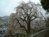 双松公園・慶海桜(2)