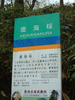 双松公園・慶海桜の説明板
