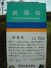 双松公園・眺陽桜の説明板