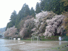 宮内小学校の桜