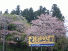 烏帽子山公園(1)／桜