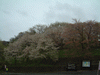 烏帽子山公園(2)／桜