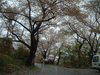 烏帽子山公園(3)／桜