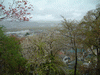 烏帽子山公園(5)／桜