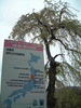 烏帽子山公園・名木二代目園の桜(1)