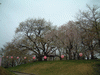 烏帽子山公園・名木二代目園の桜(2)