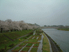 角館・檜木内川の桜並木(1)