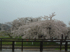 角館・檜木内川の桜並木(4)