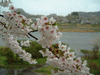 角館・檜木内川の桜並木(9)