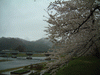 角館・檜木内川の桜並木(10)
