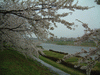 角館・檜木内川の桜並木(11)