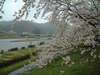 角館・檜木内川の桜並木(13)