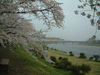 角館・檜木内川の桜並木(22)