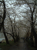 角館・檜木内川の桜並木(24)