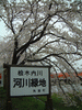 角館・檜木内川の桜並木(29)