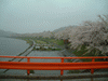 角館・檜木内川の桜並木(31)