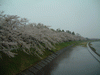 角館・檜木内川の桜並木(32)