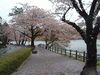 高松の池の桜(5)