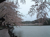 高松の池の桜(6)