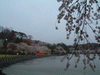 高松の池の桜(7)