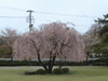 高松の池の桜(9)
