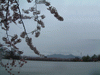 高松の池の桜(11)
