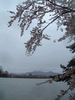 高松の池の桜(12)