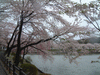 高松の池の桜(13)