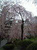 高松の池の桜(14)