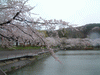 高松の池の桜(15)