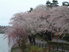 高松の池の桜(16)