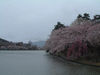 高松の池の桜(17)